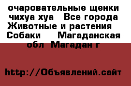 очаровательные щенки чихуа-хуа - Все города Животные и растения » Собаки   . Магаданская обл.,Магадан г.